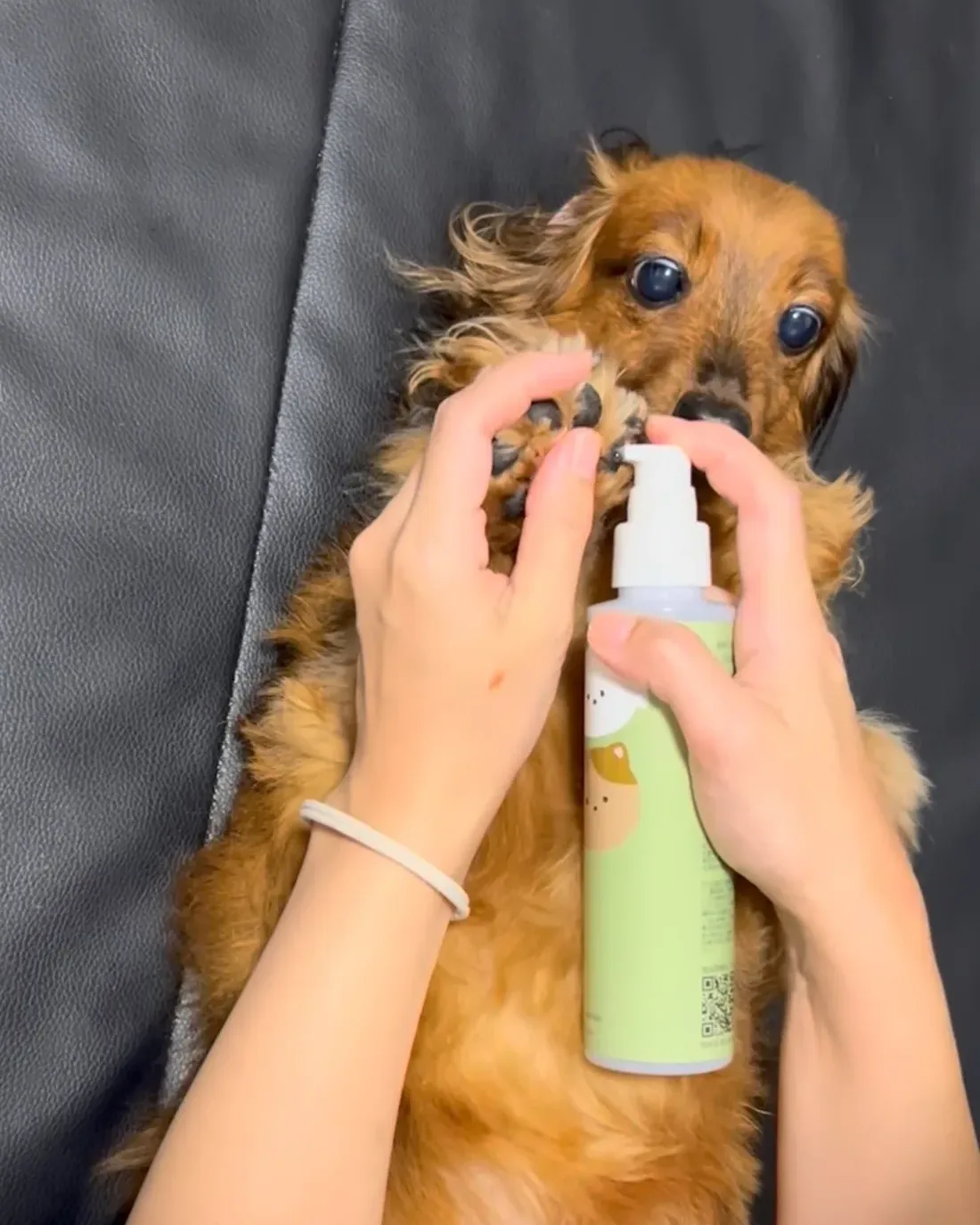飼主抱著小型犬,把噴霧噴在牠的腳掌上