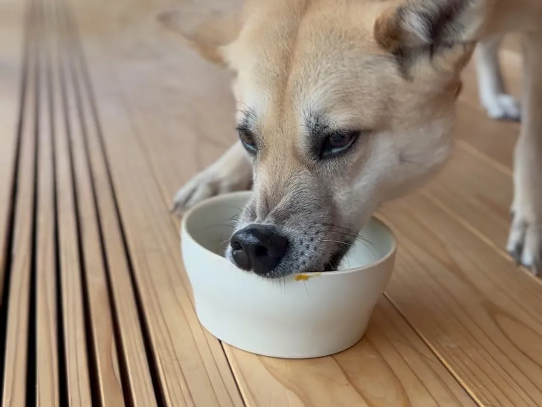 狗狗低頭吃著碗裡泡軟的食物