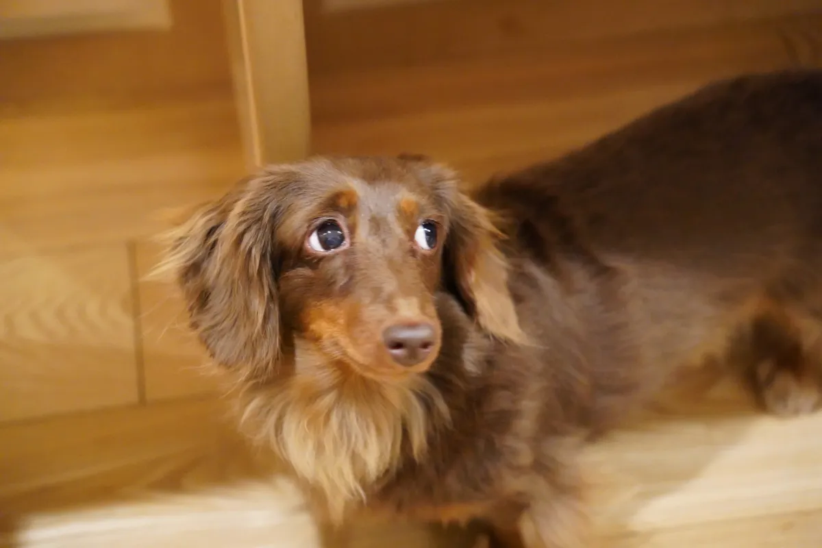 坐在木頭地板上抬頭看的長毛臘腸犬