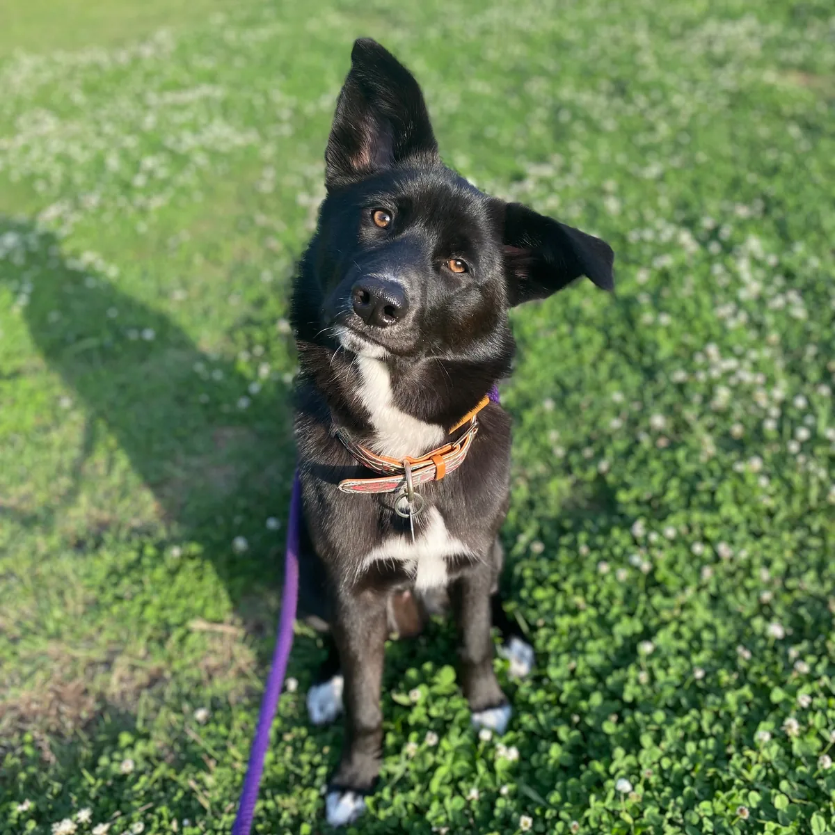 坐在草地上的黑色米克斯犬，白色的腳掌踩在三葉草上