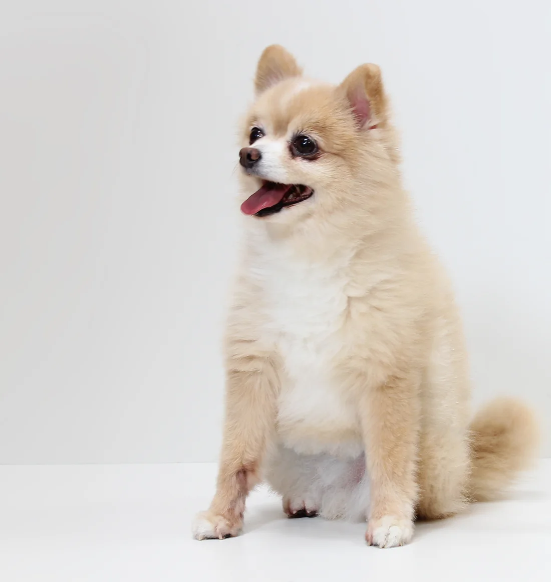 坐著的博美犬，前腳與腳掌周圍的毛清楚可見
