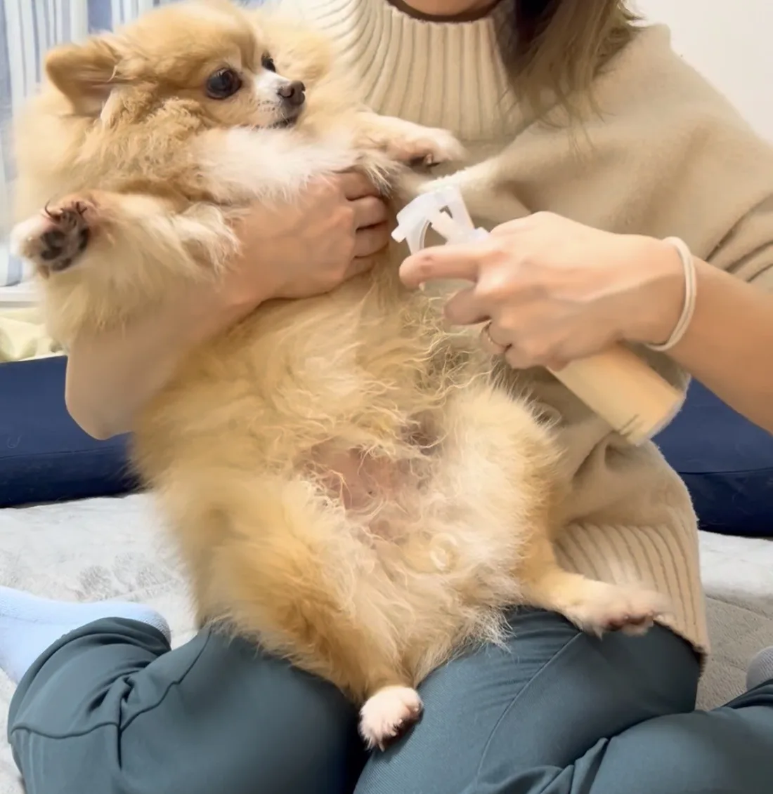 飼主抱著博美犬,用噴霧噴在肚子上